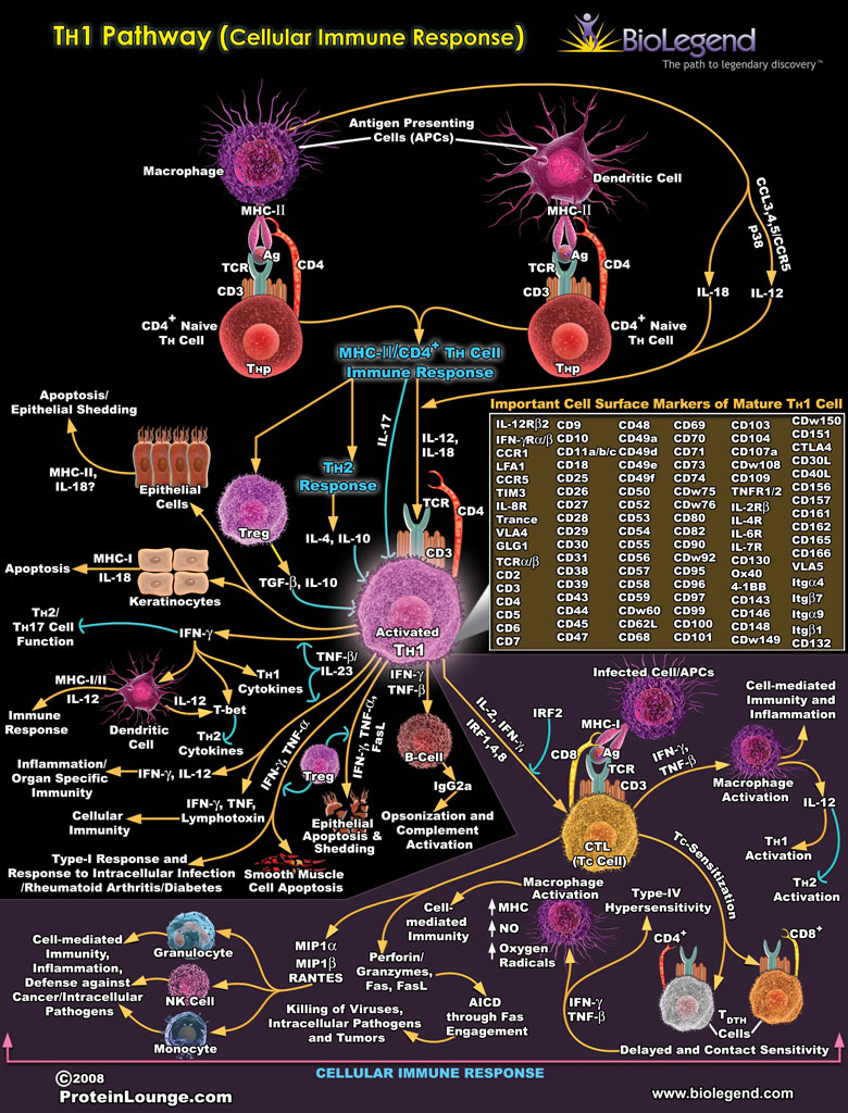 TH1 Pathway (Cellular Immune Response)